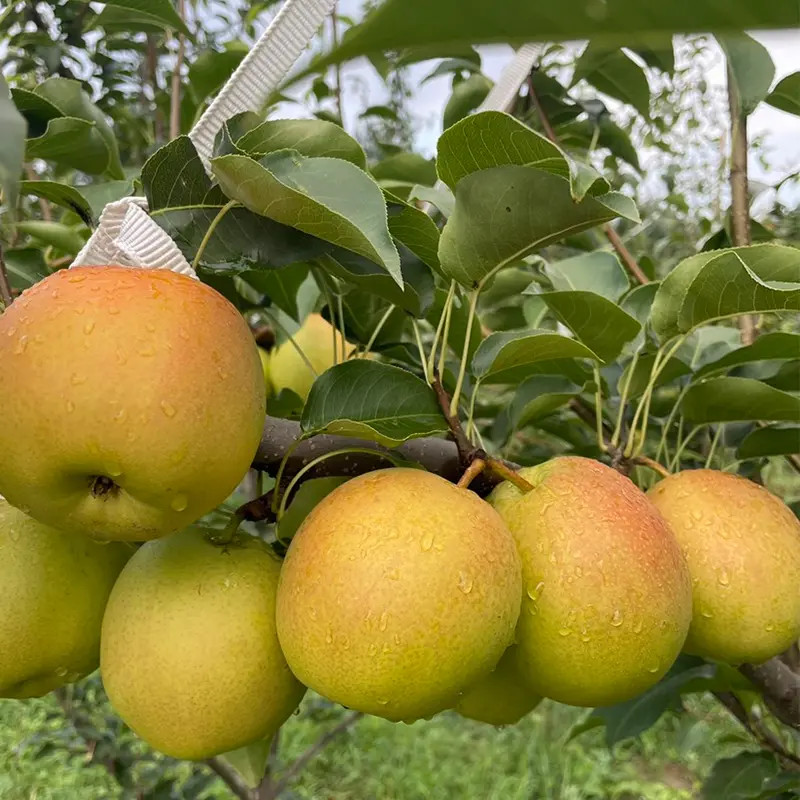 山西丹霞红梨黄金梨脆甜薄皮蜜梨香梨酥脆当季新鲜水果产地直发