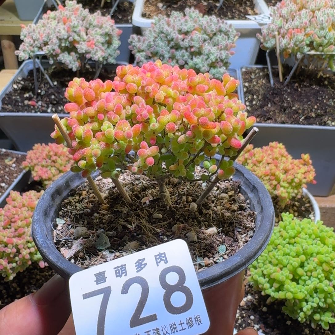 枝干番杏金桔糖球728