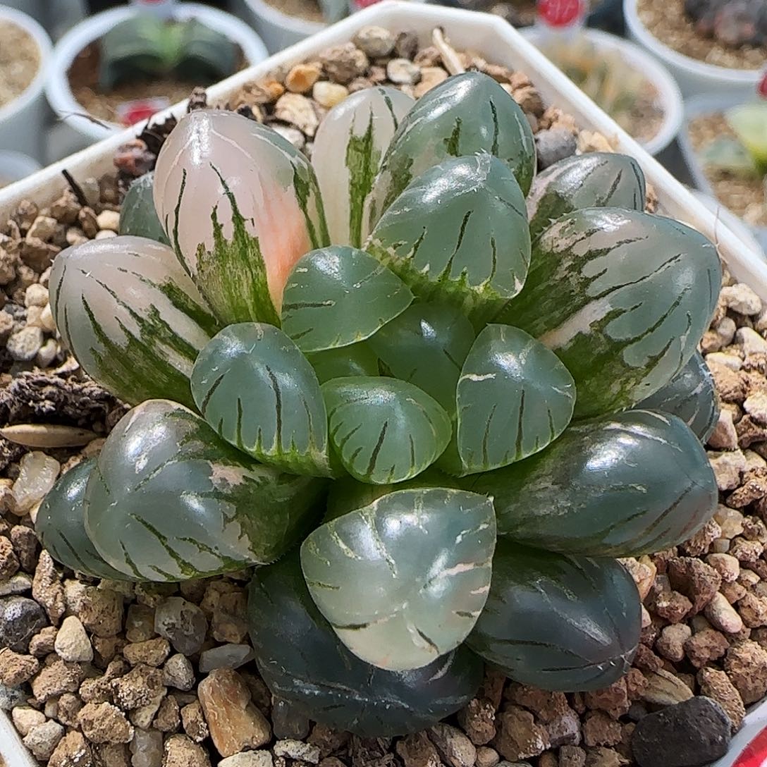 696号非组冰灯玉露锦一物一拍带盆