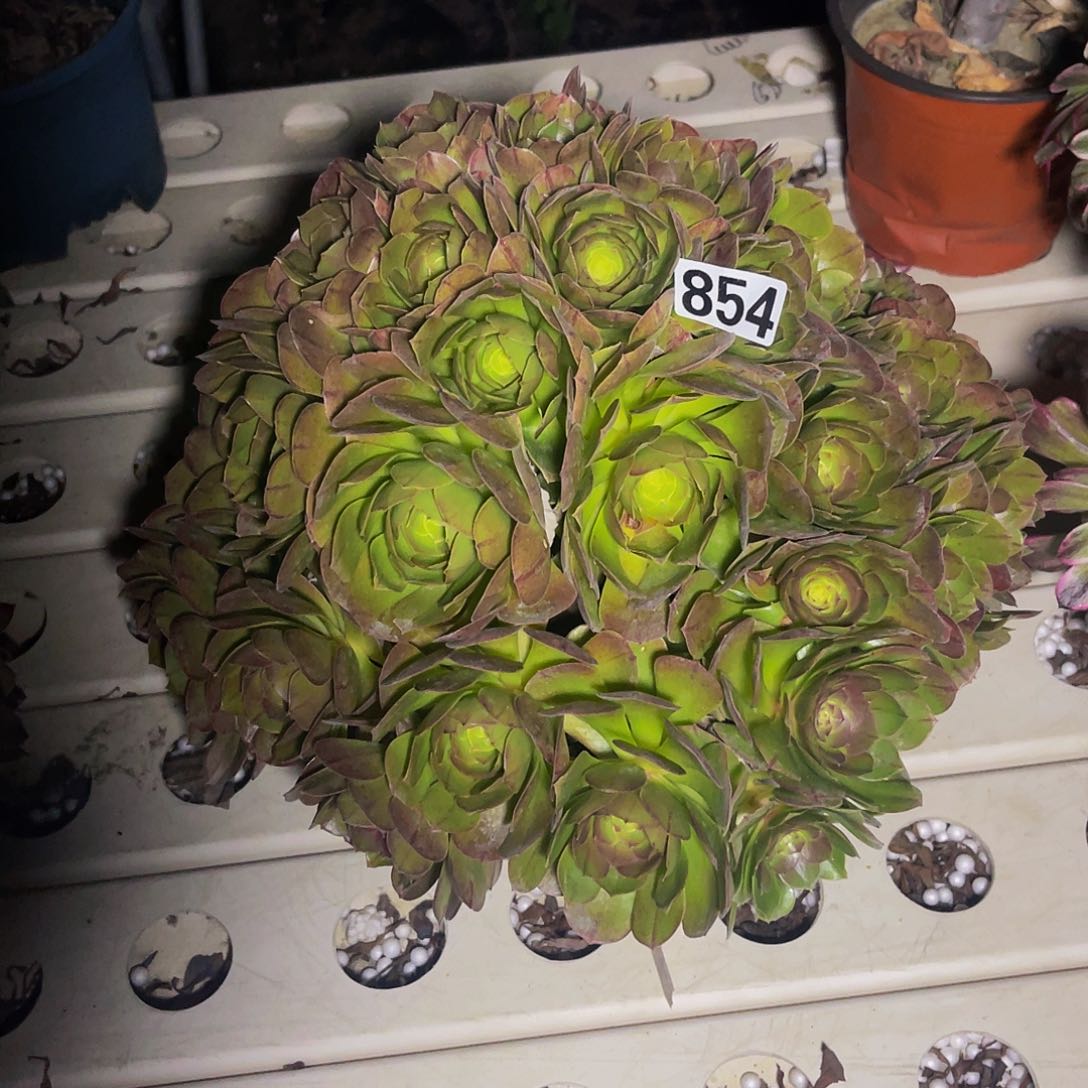 法师法师7/-16包邮法师