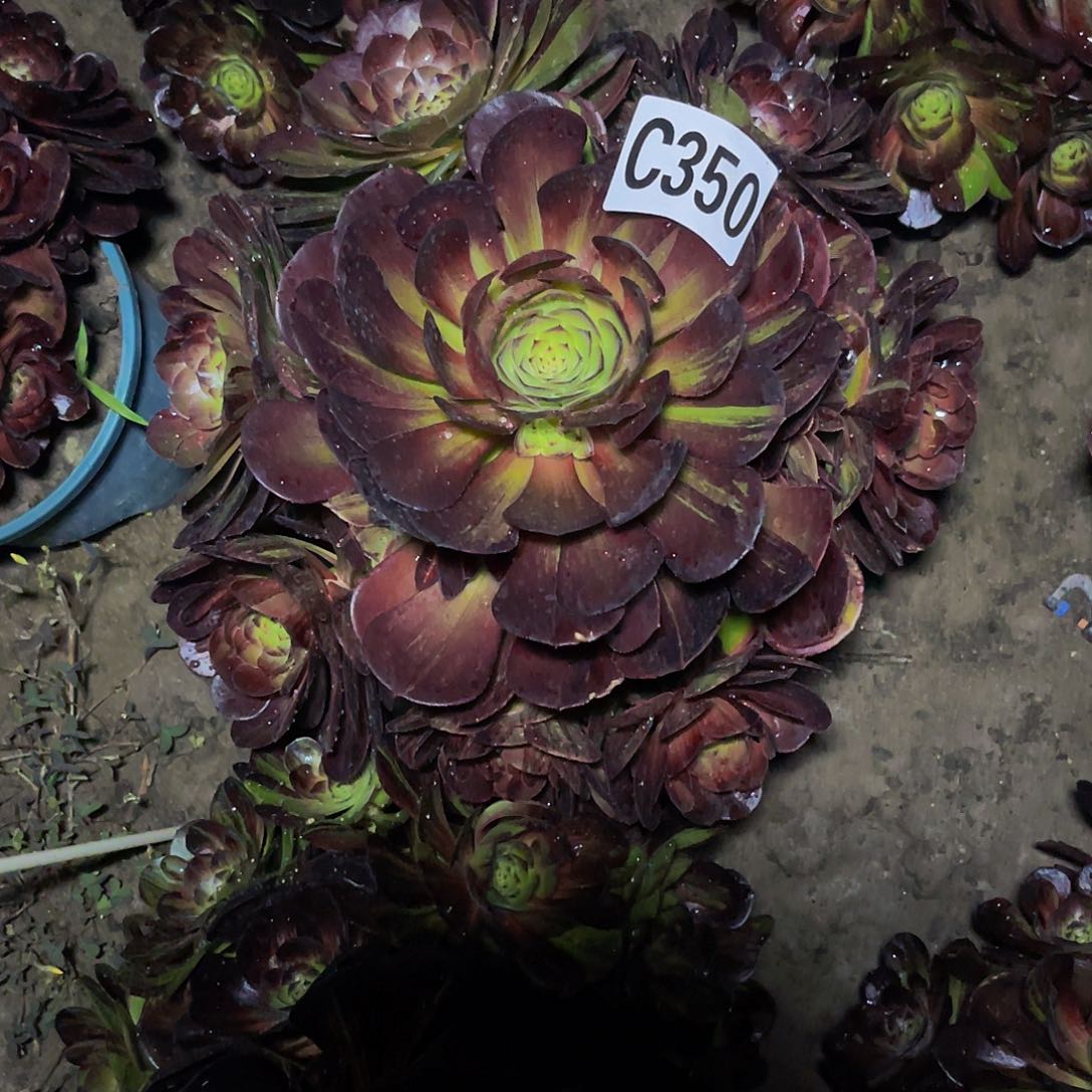 黑罗刹法师32-2包邮