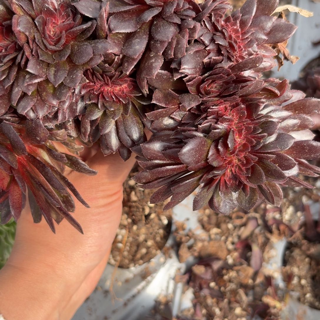 嗯4273 号法师多肉植物特价