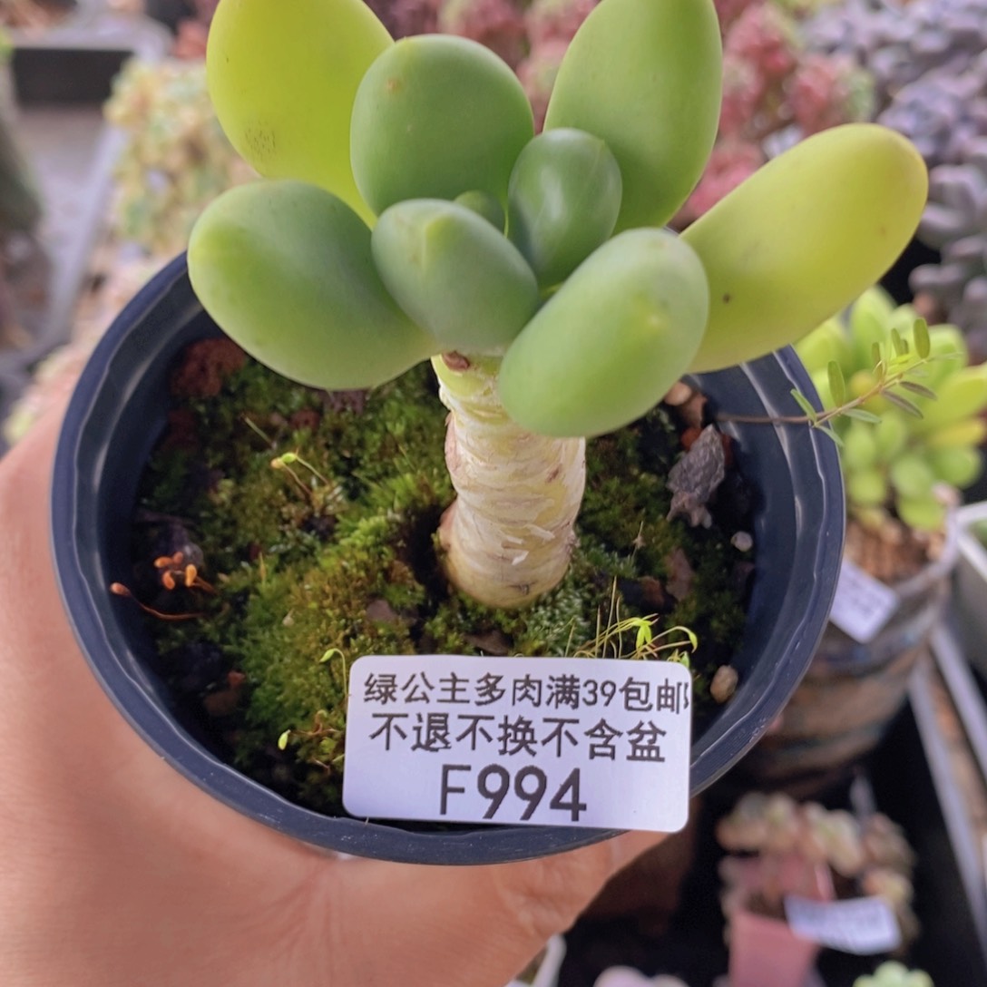 芒果奶金蝉994多肉植物