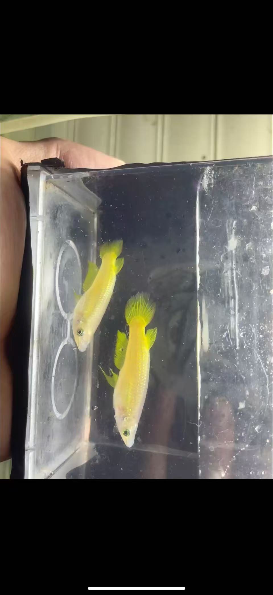 黄金鳉 印度小神龙 皮实好养 热带观赏鱼