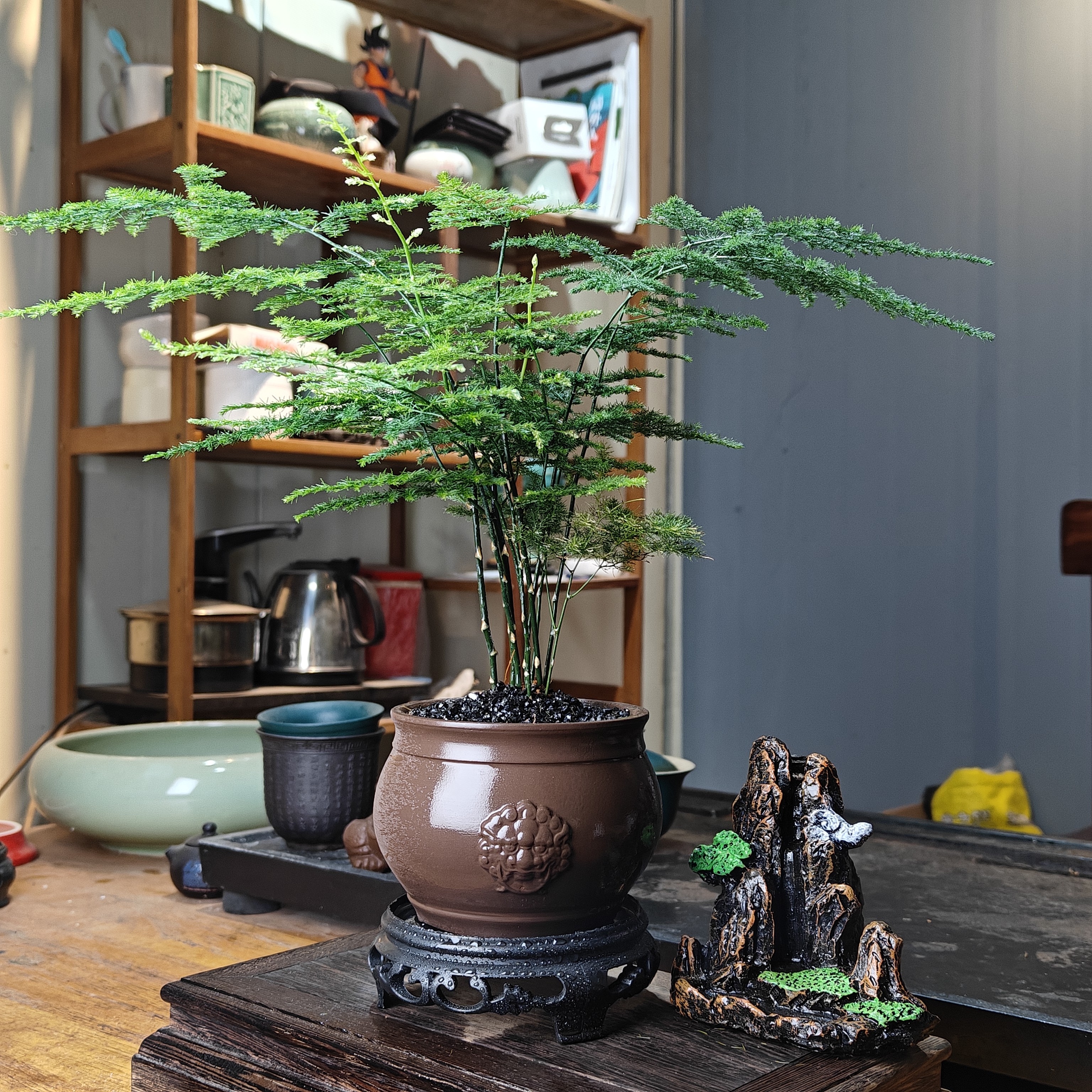文竹盆栽室内绿植客厅好养植物净化空气四季常青禅意花卉