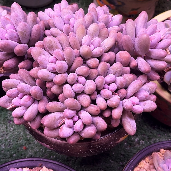 我是第一百个为妖刀应援滴打酱油