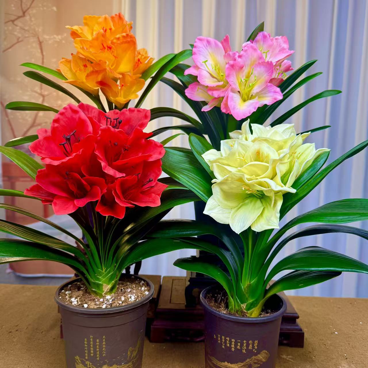 君子兰【6-9片叶子】报岁兰茶桌阳台室内室外原盆原土好养绿植