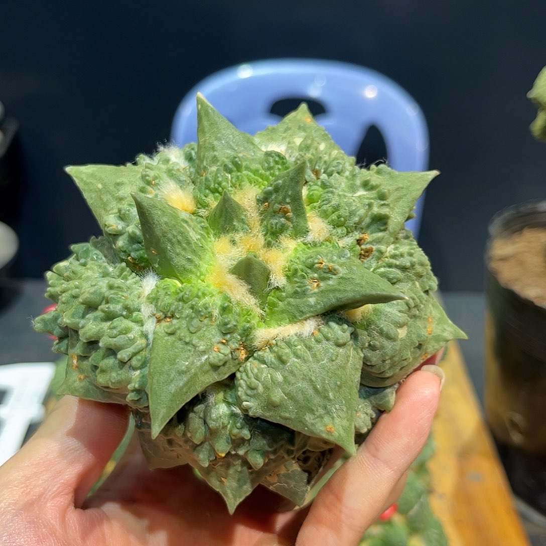 34号自根龙牙炸尤怒涛