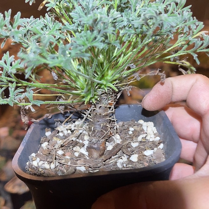 满38包邮2天凑单，脱土晾根发货多肉植物豪猪杨葵