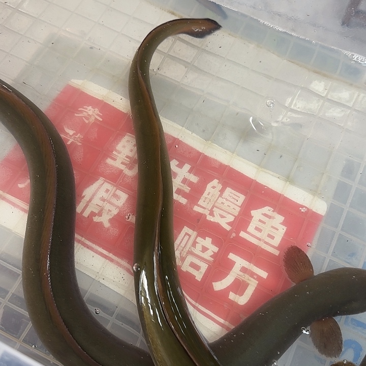 野生鳗鱼包活到家