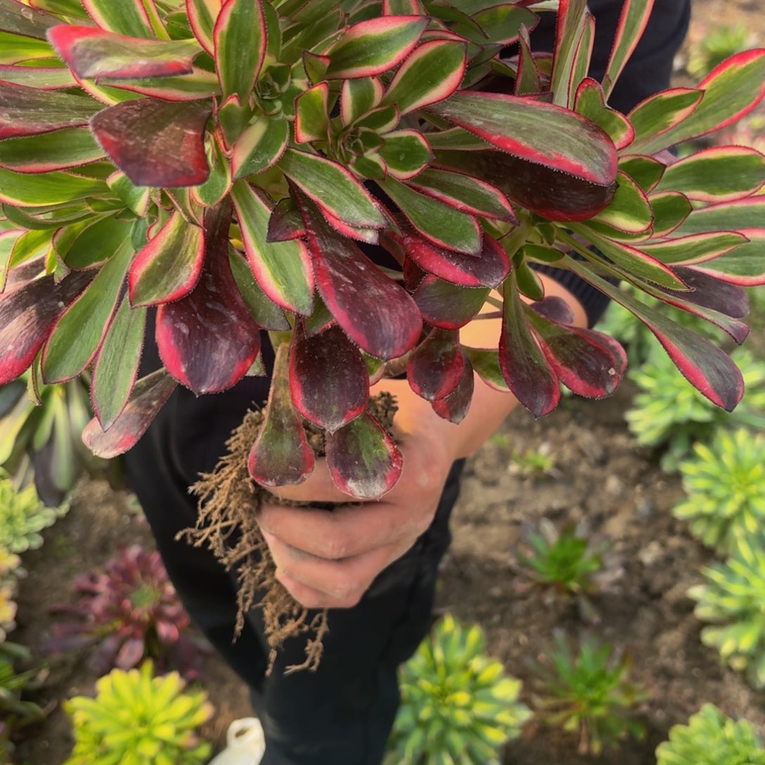 49多肉植物捧花的时候