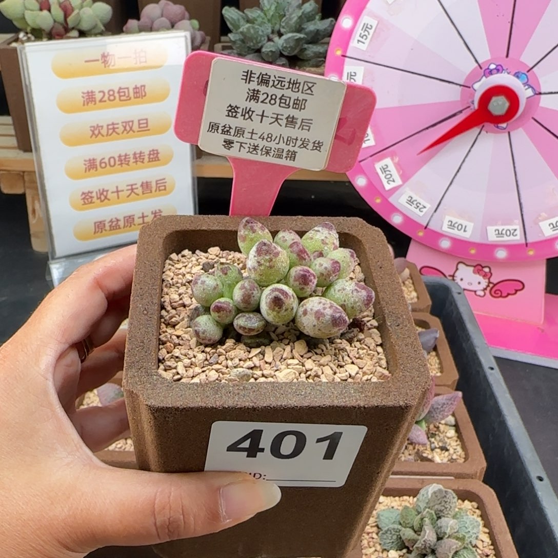 金***兔401鼓槌多肉的植物