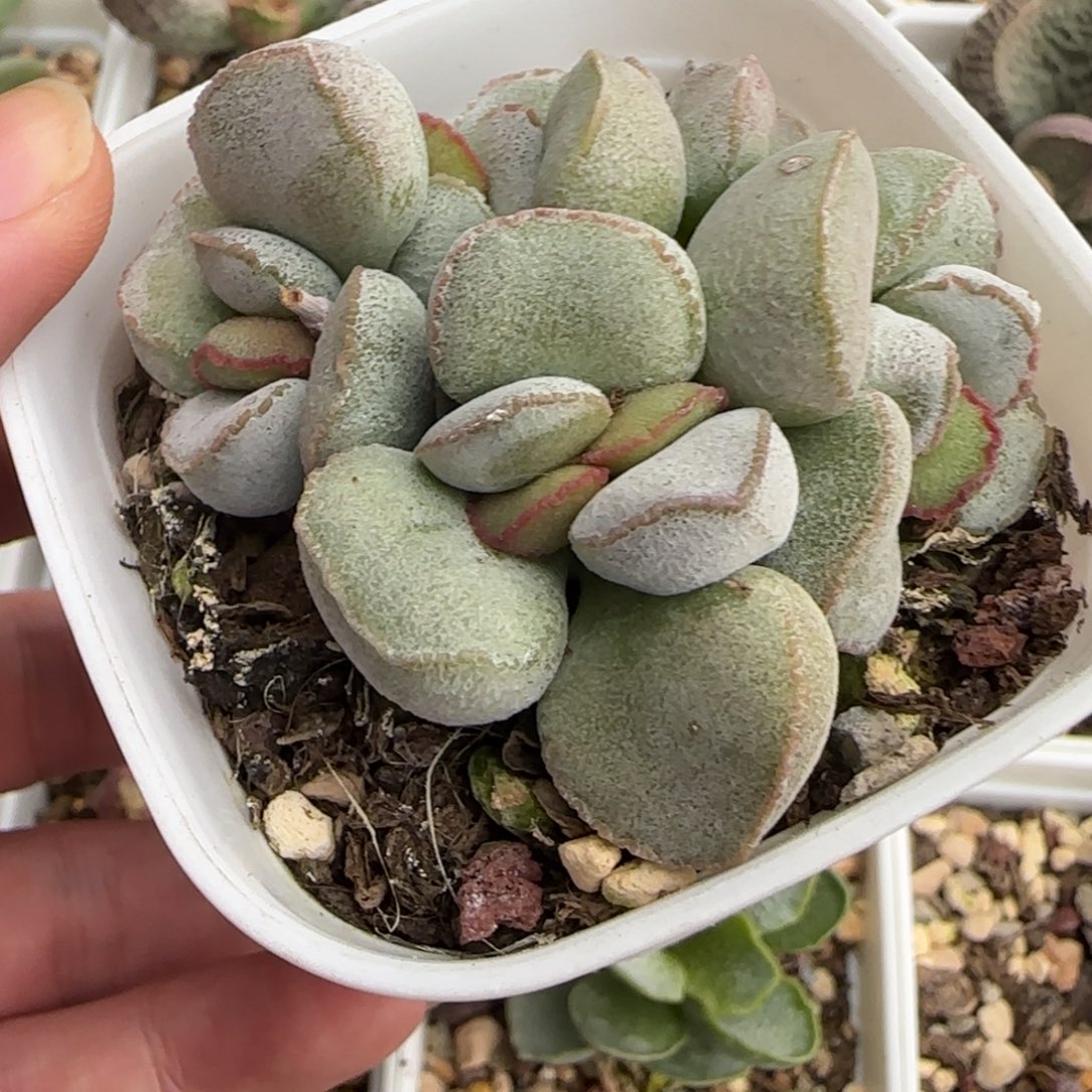 硬叶白蛋水泡多肉