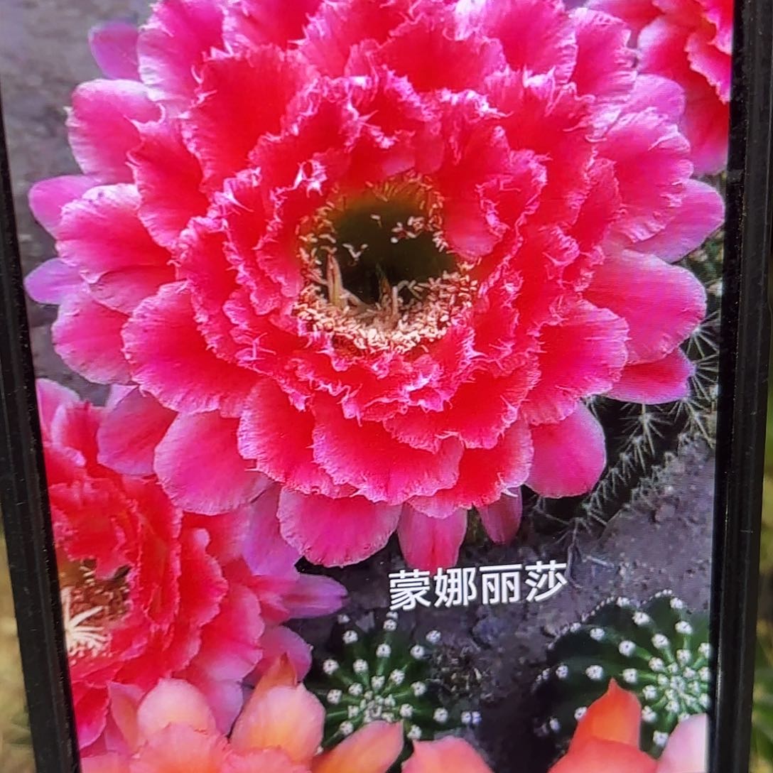 蒙哪丽萨毛侧牙20包邮仙人球18