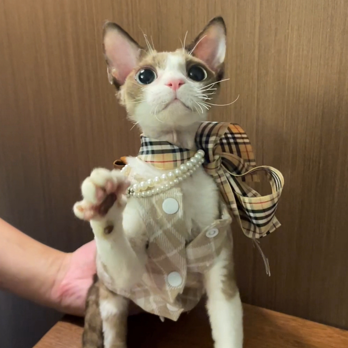 海豹加白弟弟德文卷毛猫