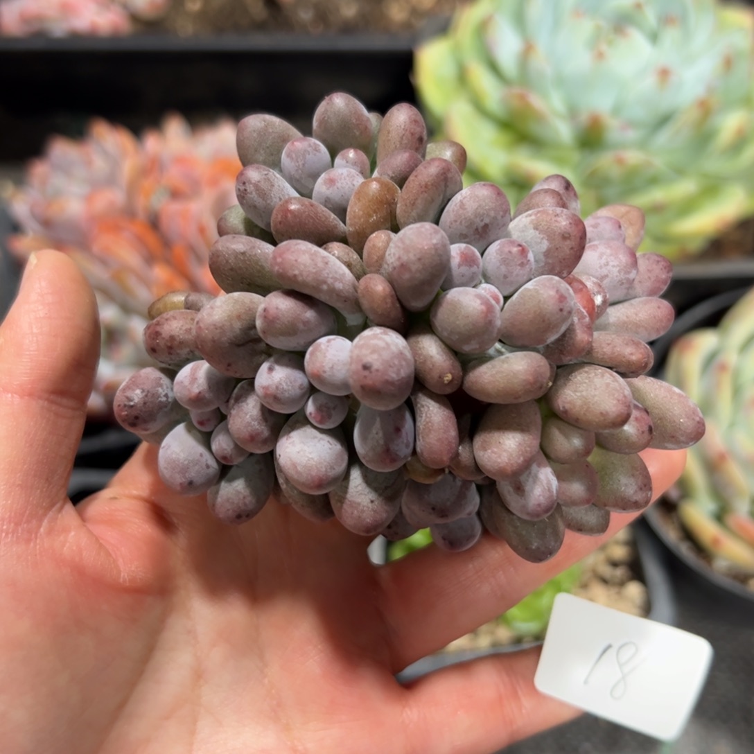 沫****18 多肉植物组合盆栽