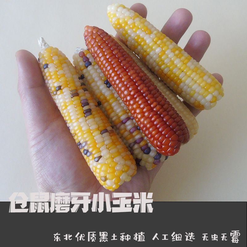 鼠倪最萌仓鼠金丝熊花枝鼠侏儒鼠波利金丝熊磨牙好精致文玩玉米棒