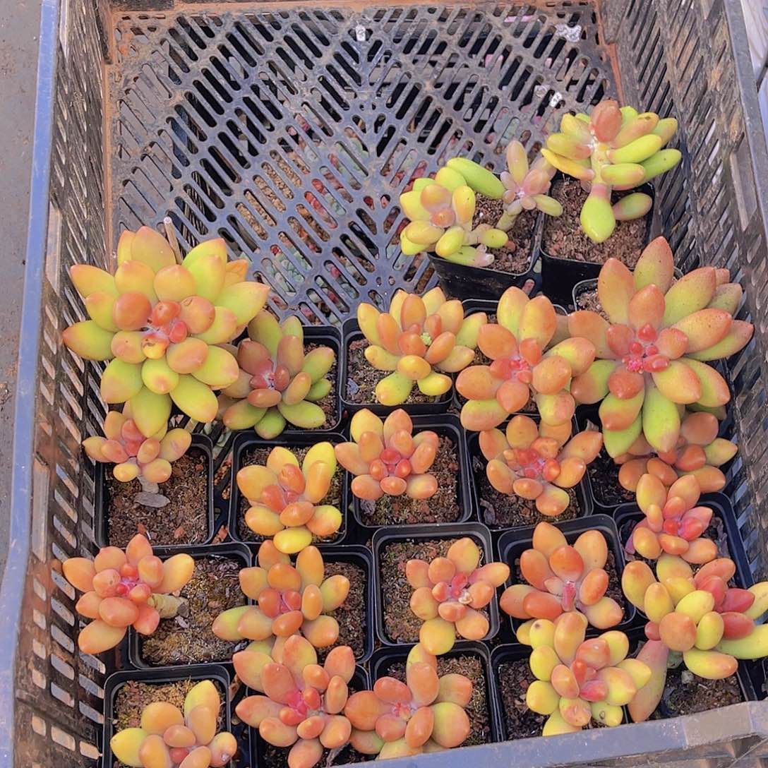 阿***甘一筐芒果奶000000000