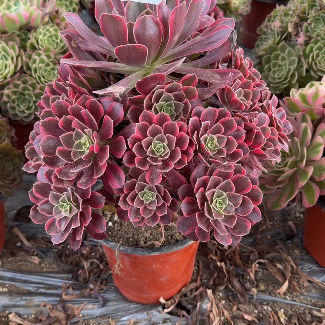 381金丝雀多肉植物