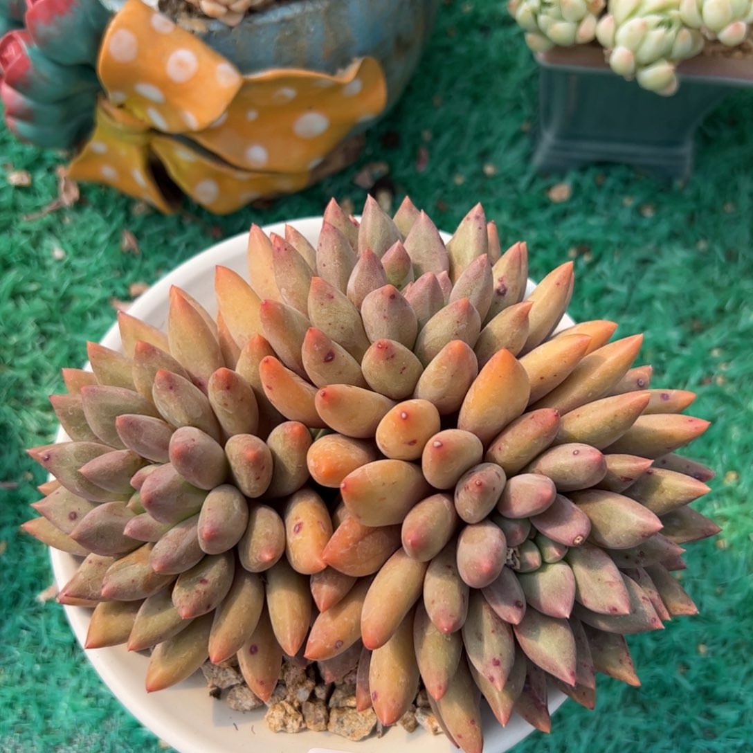 175 满38元包邮多肉