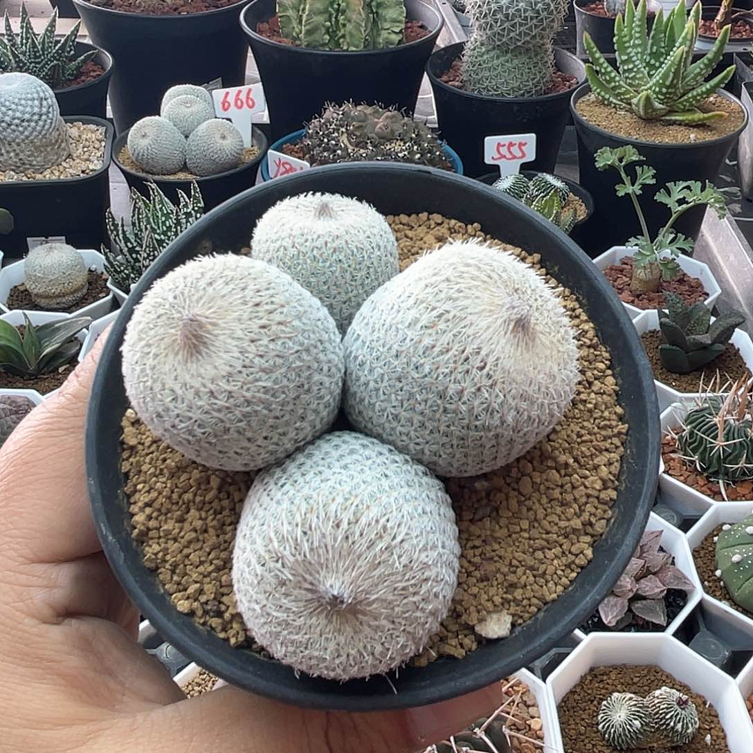 三头大型月世界仙人球 带盆土