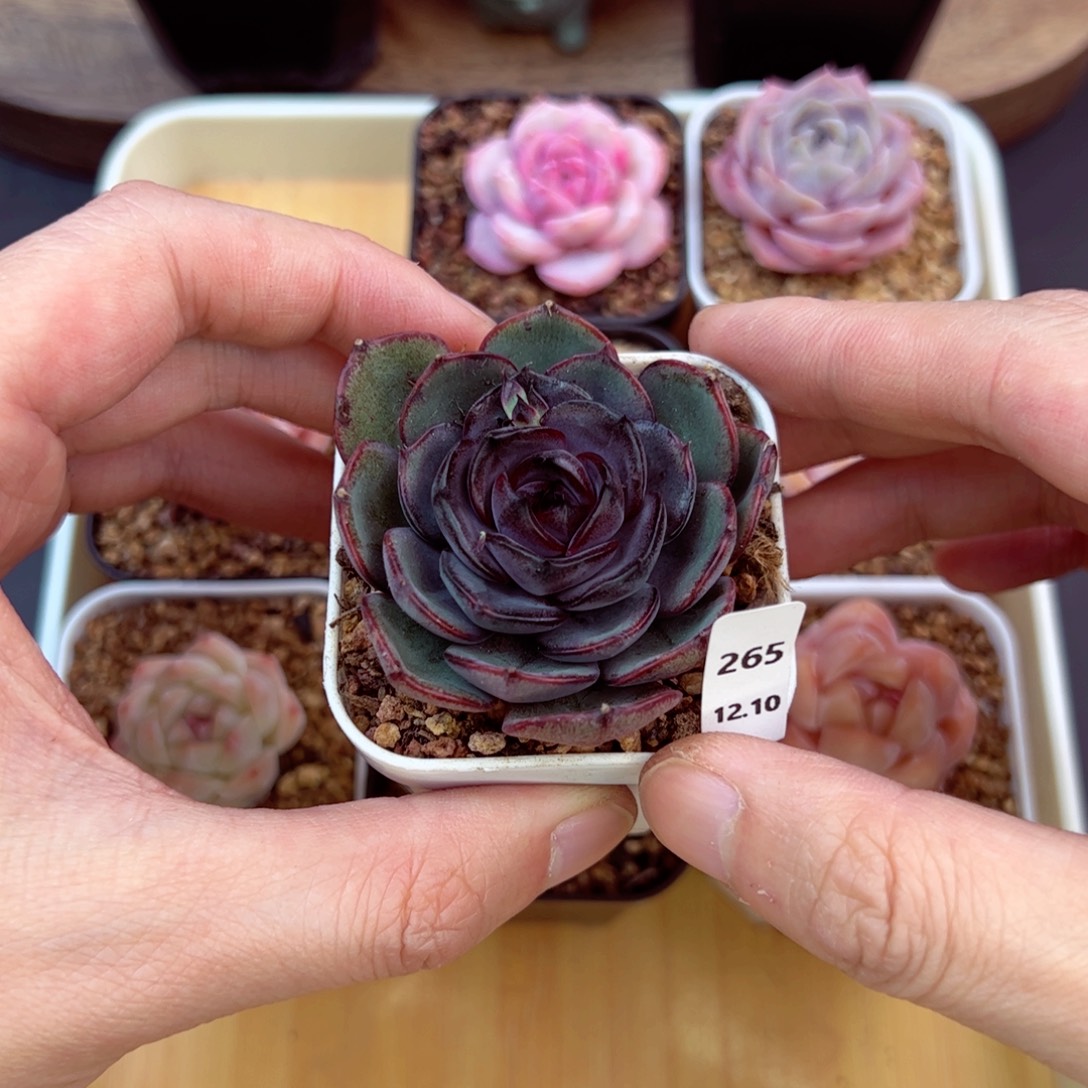 好好看265、哈哈哈哈