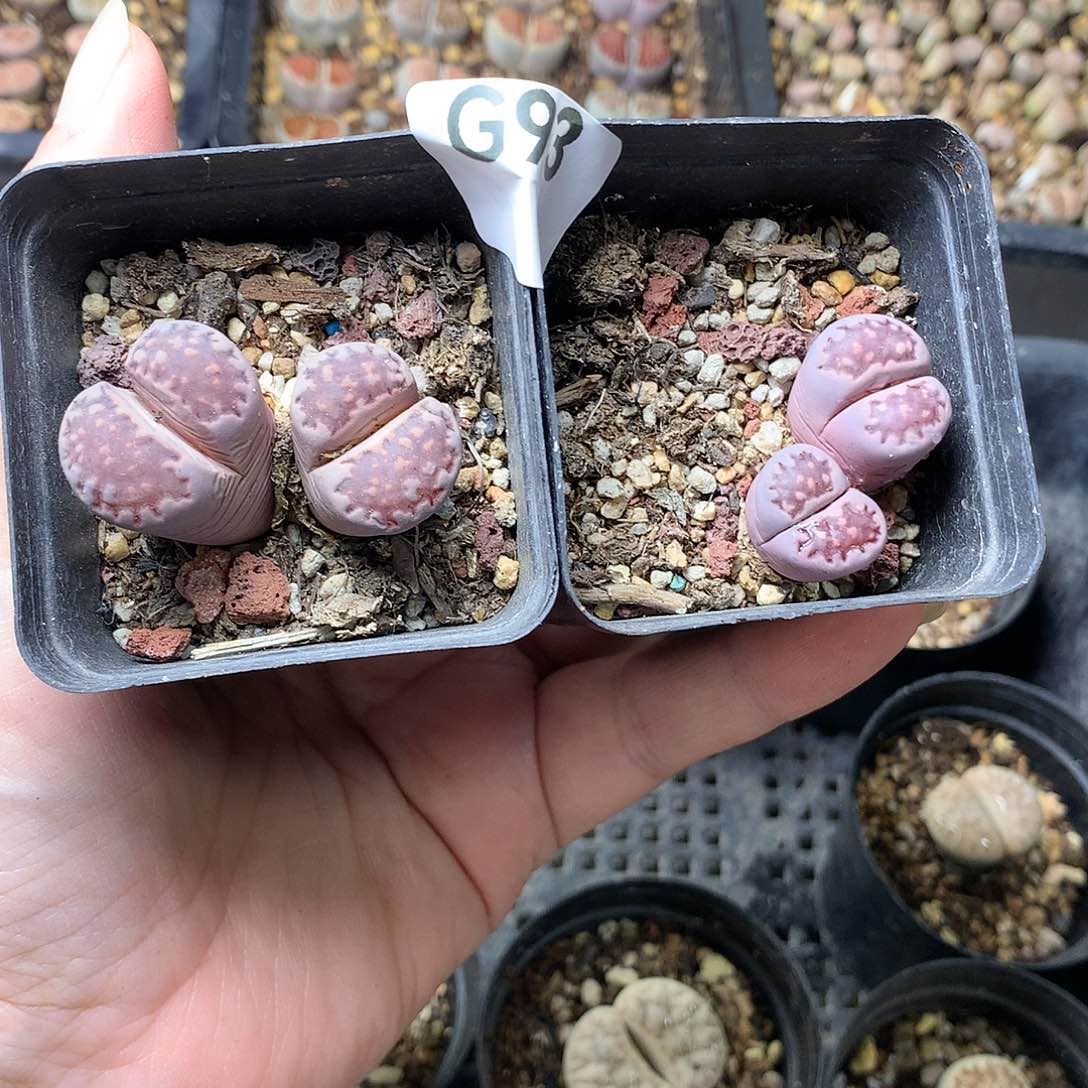 G93多肉植物保护