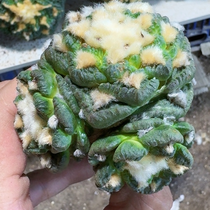 无花朵福利苗接龟甲138