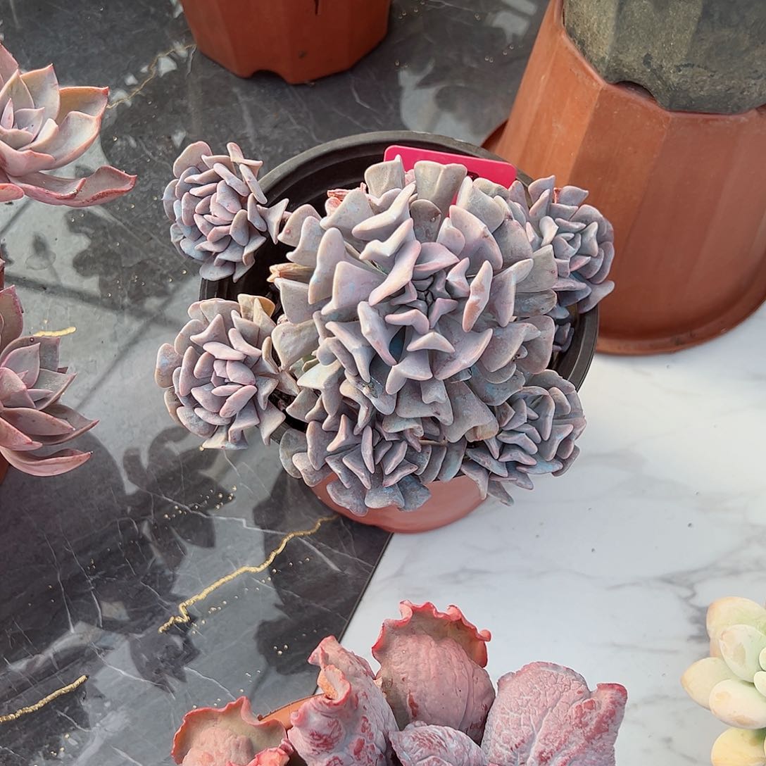 暖*287雪精灵多肉植物