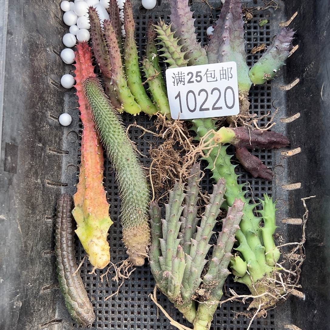 7种龙角220，一物一拍
