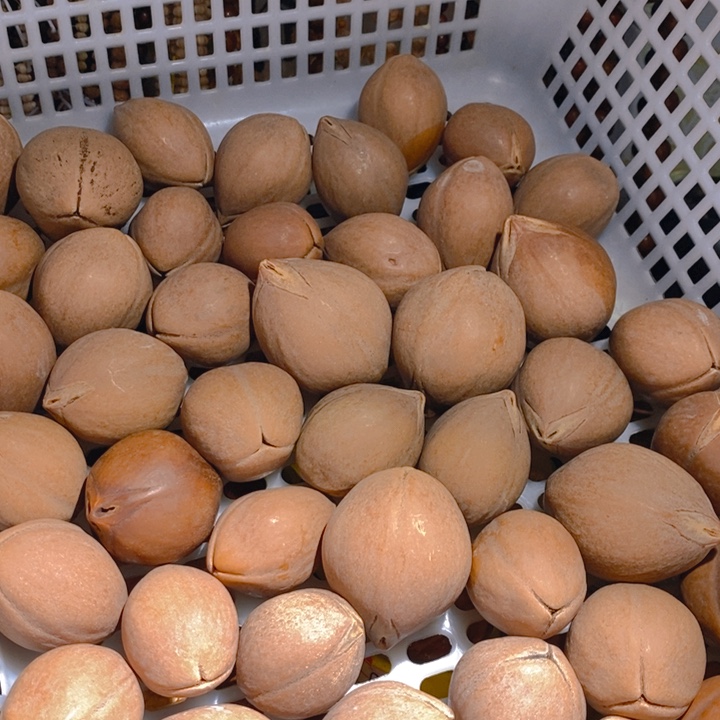 26颗野生蟠桃三花大橄榄核