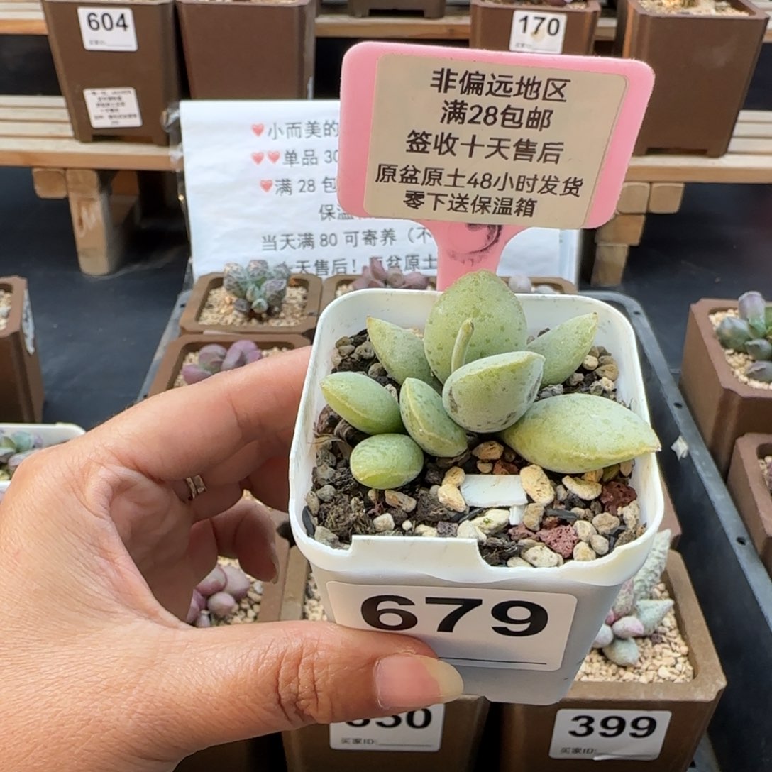 P***0679实生蛋多肉植物