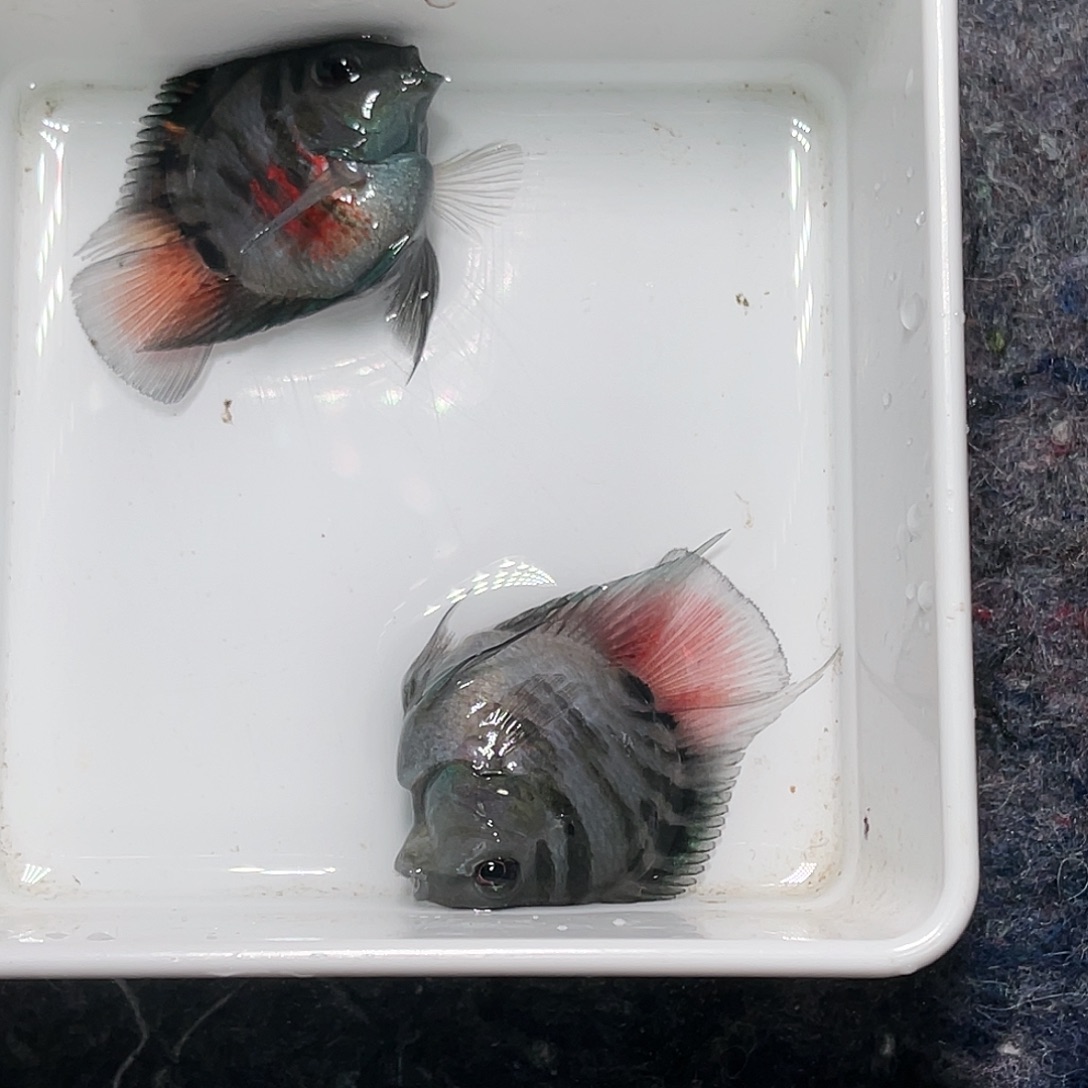 海水鱼摩卡色一对