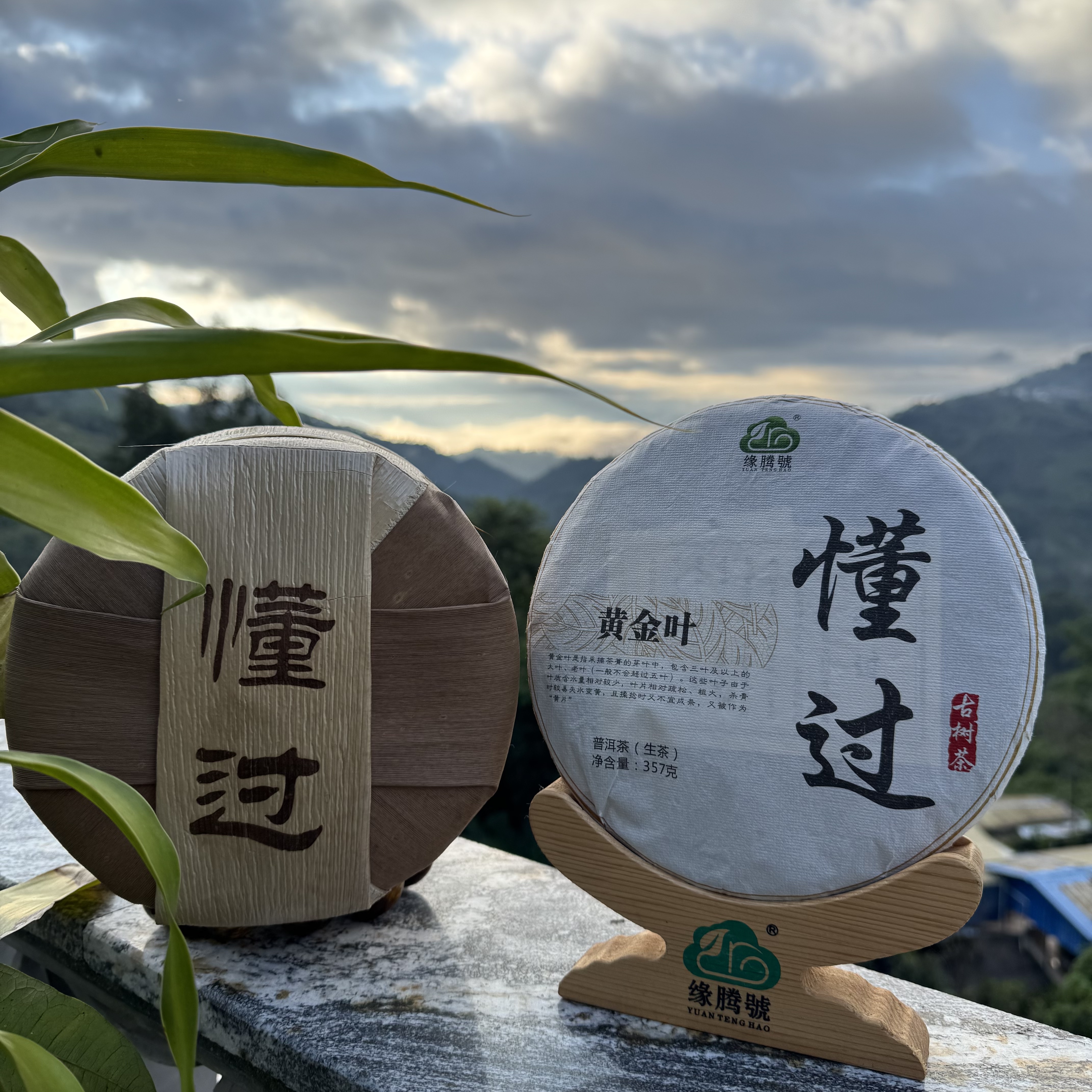 2022年懂过古树黄金叶357克饼