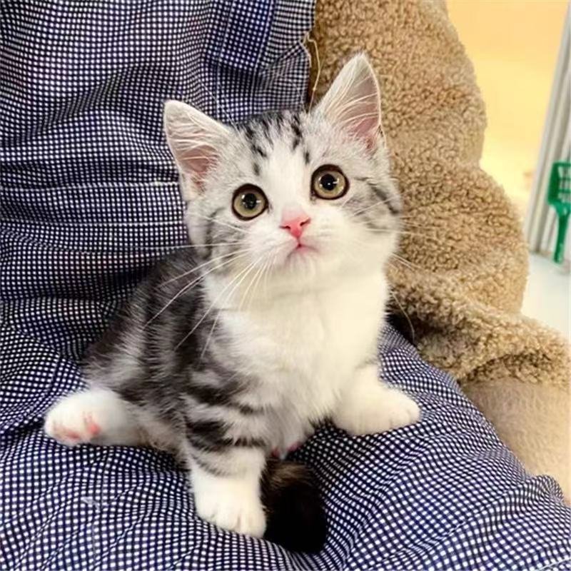 纯种美国短毛猫美短猫加白猫宠物幼猫萌宠虎斑起司猫折耳活体猫咪