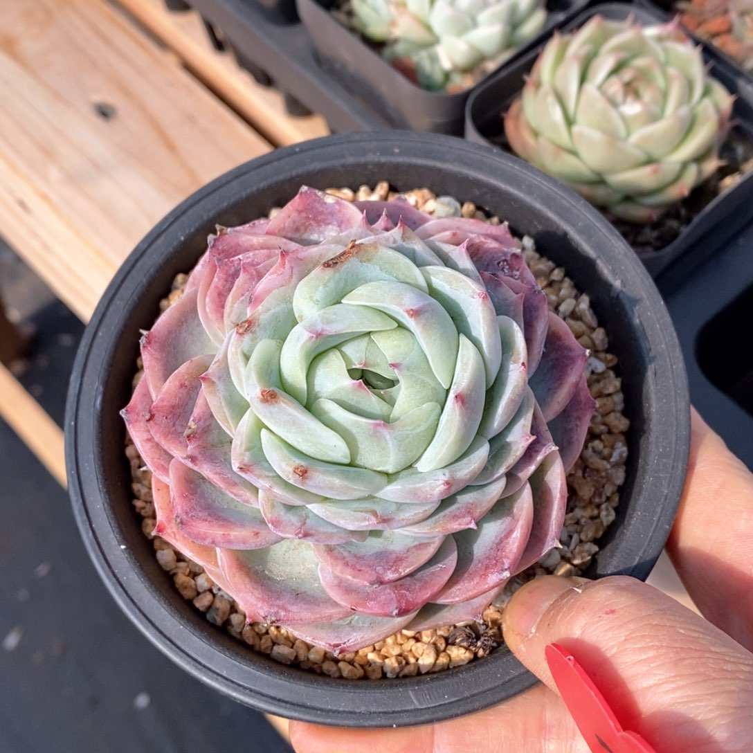 精品多肉一物一拍不包整31