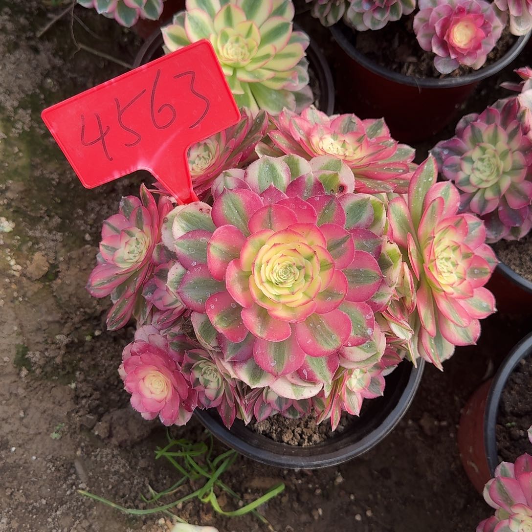 4563倾城多肉法师