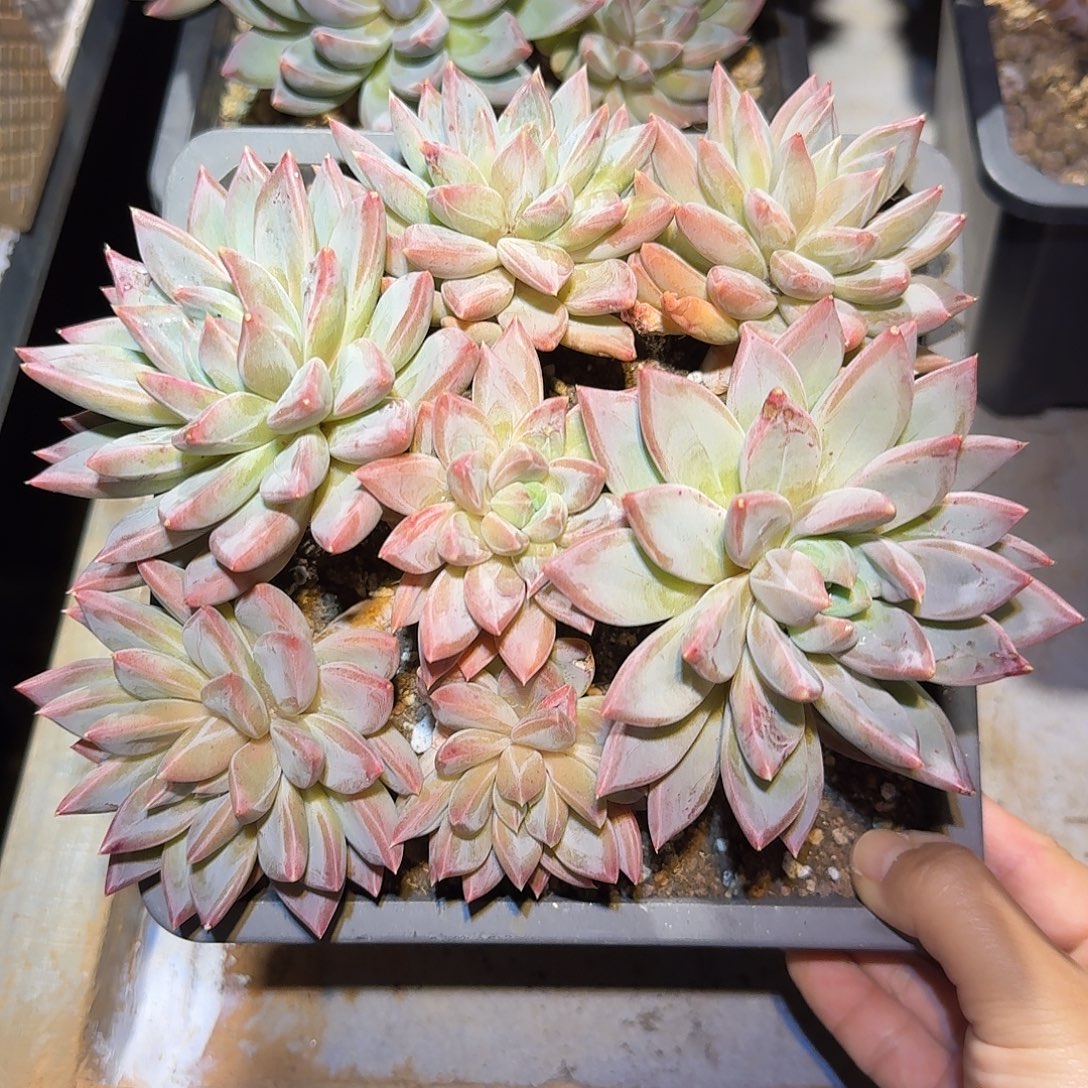 红蛋美人整无砍老桩群生