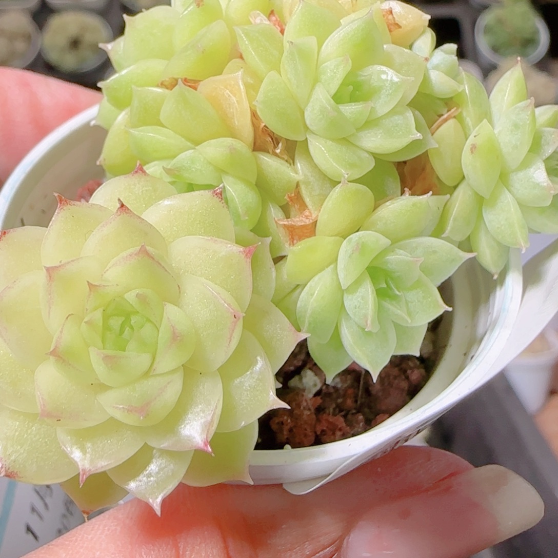 花语逸镜1109-295散