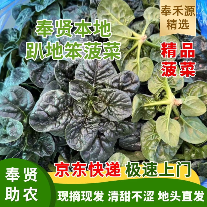 【上海奉贤】本地农家趴地菠菜新鲜农户农户自种地趴清甜不涩笨菠菜