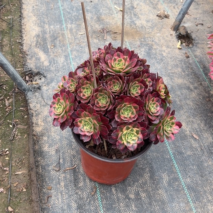 19安娜多肉多肉多肉多肉多肉