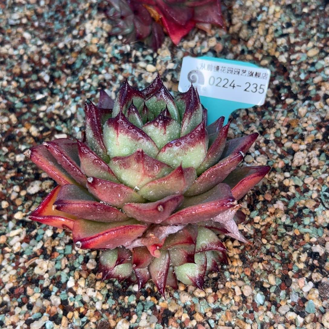 多肉一物一拍0224-235