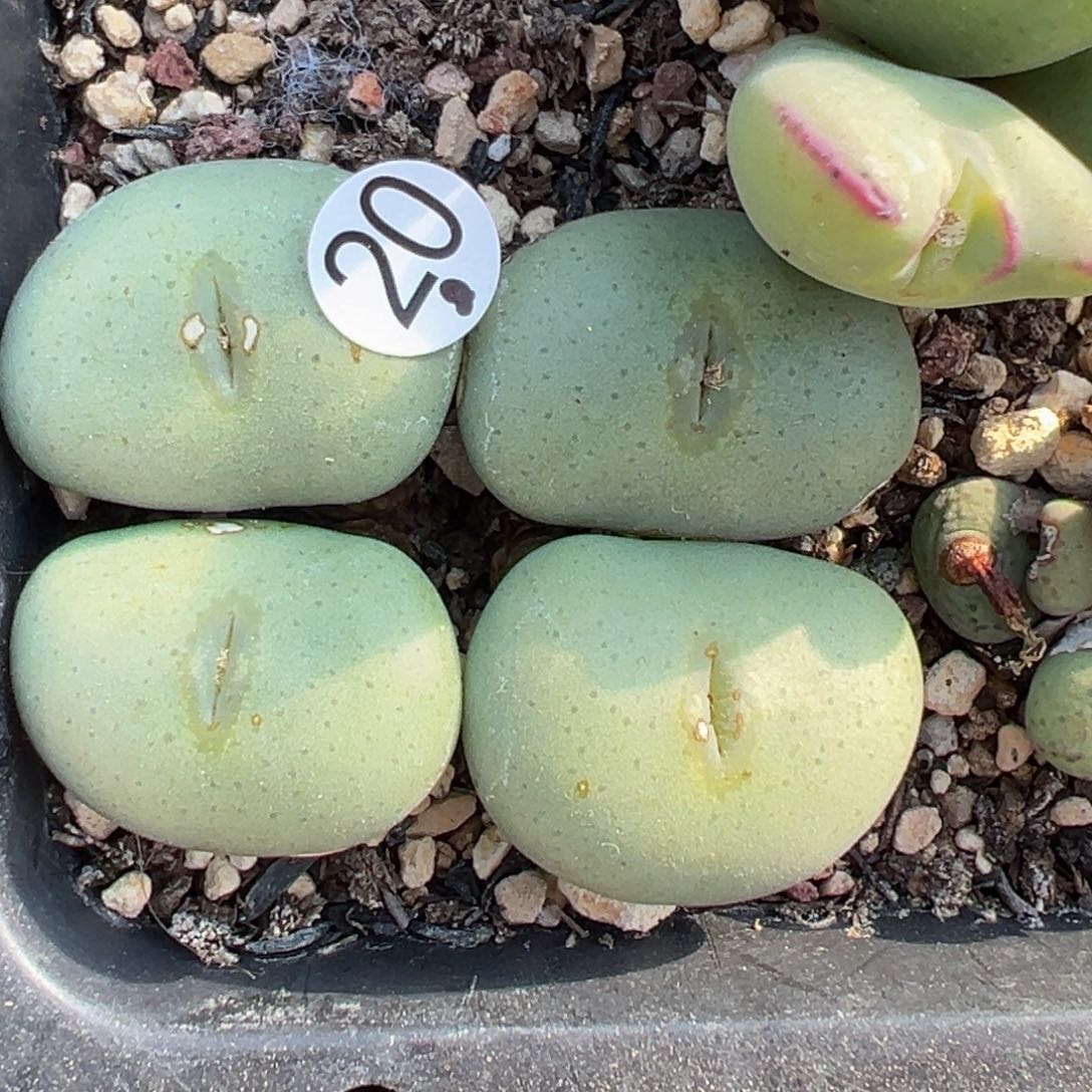 多肉植物1111111111111