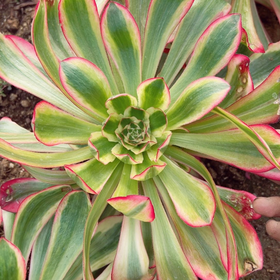 巫毒白手捧多肉植物536