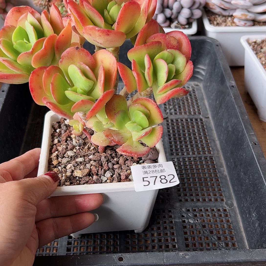 9号我们的确是一5782