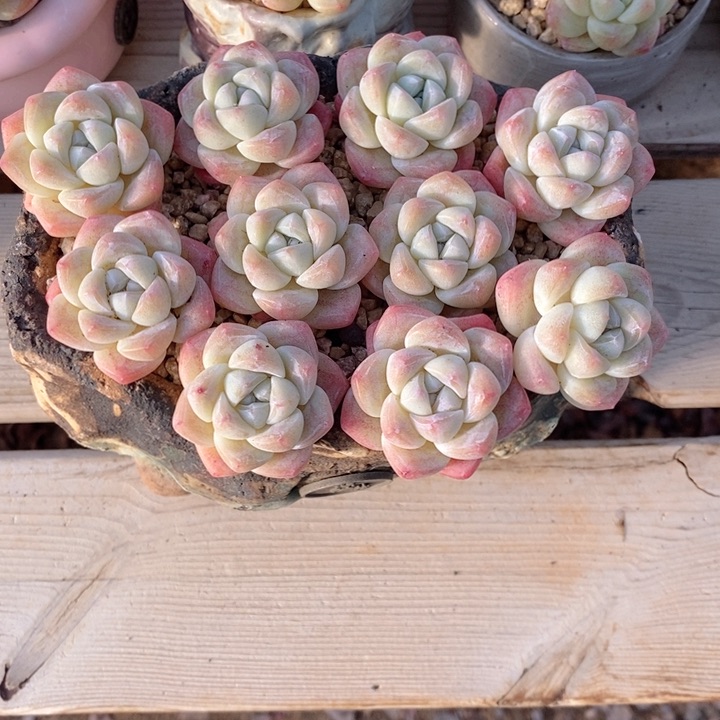 冰玉10颗 打包福利