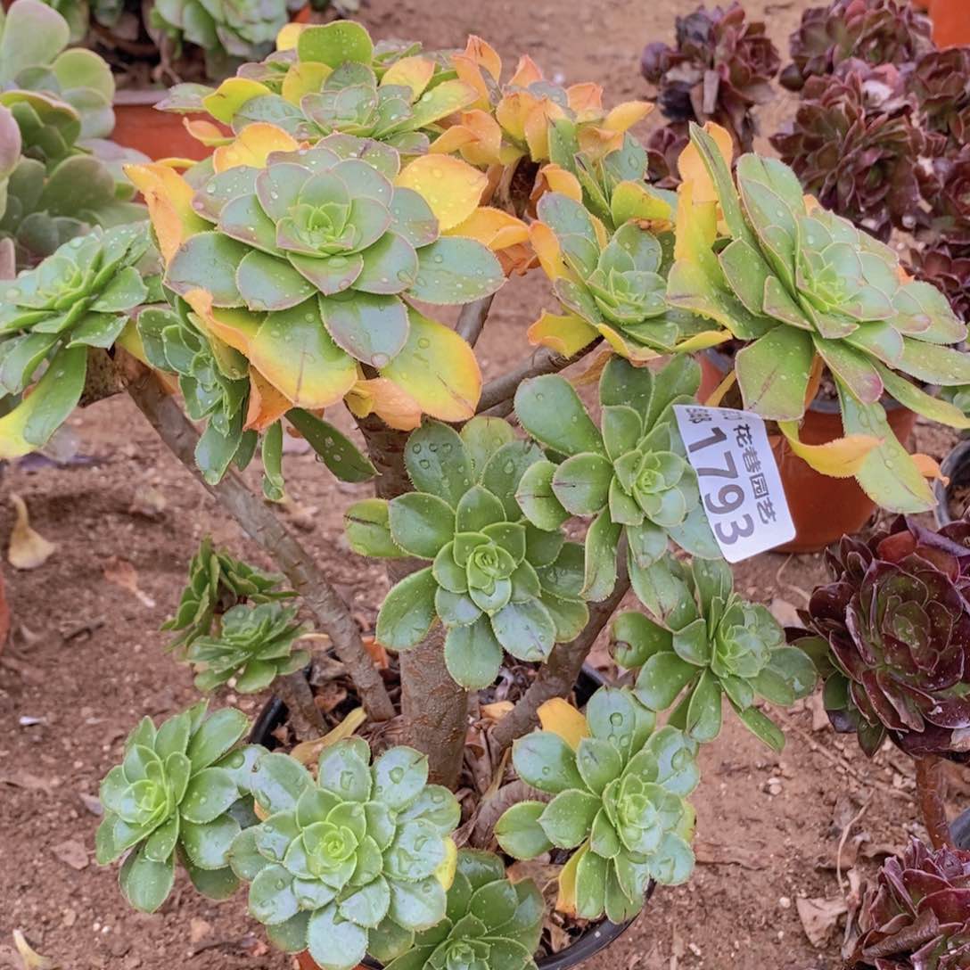 1793 号一物一拍多肉植物
