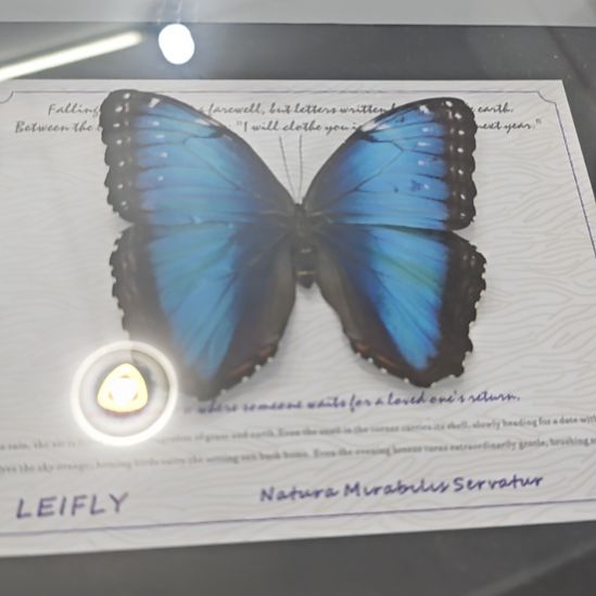 蝴蝶标本蓓蕾闪蝶