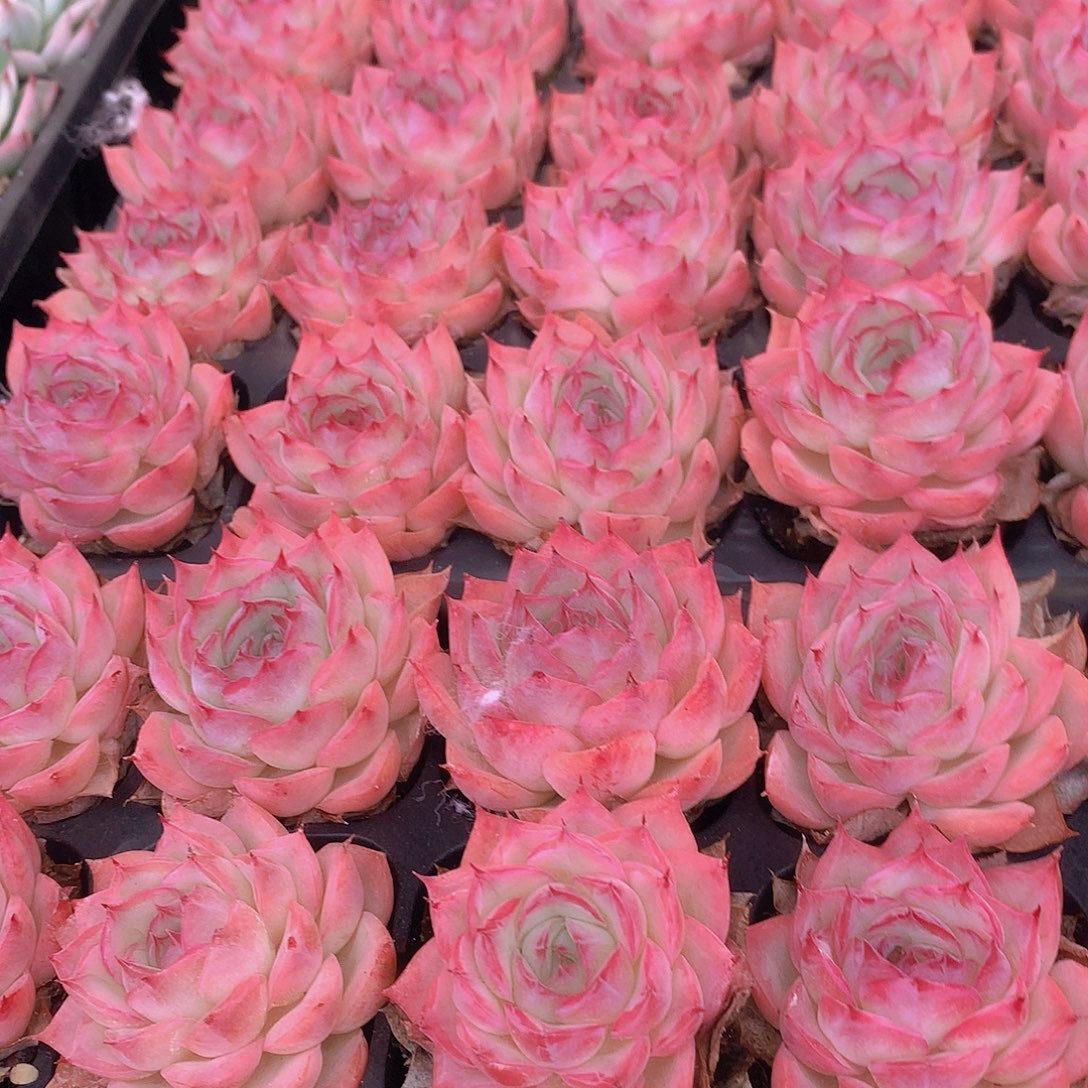 三颗侧影456789900000