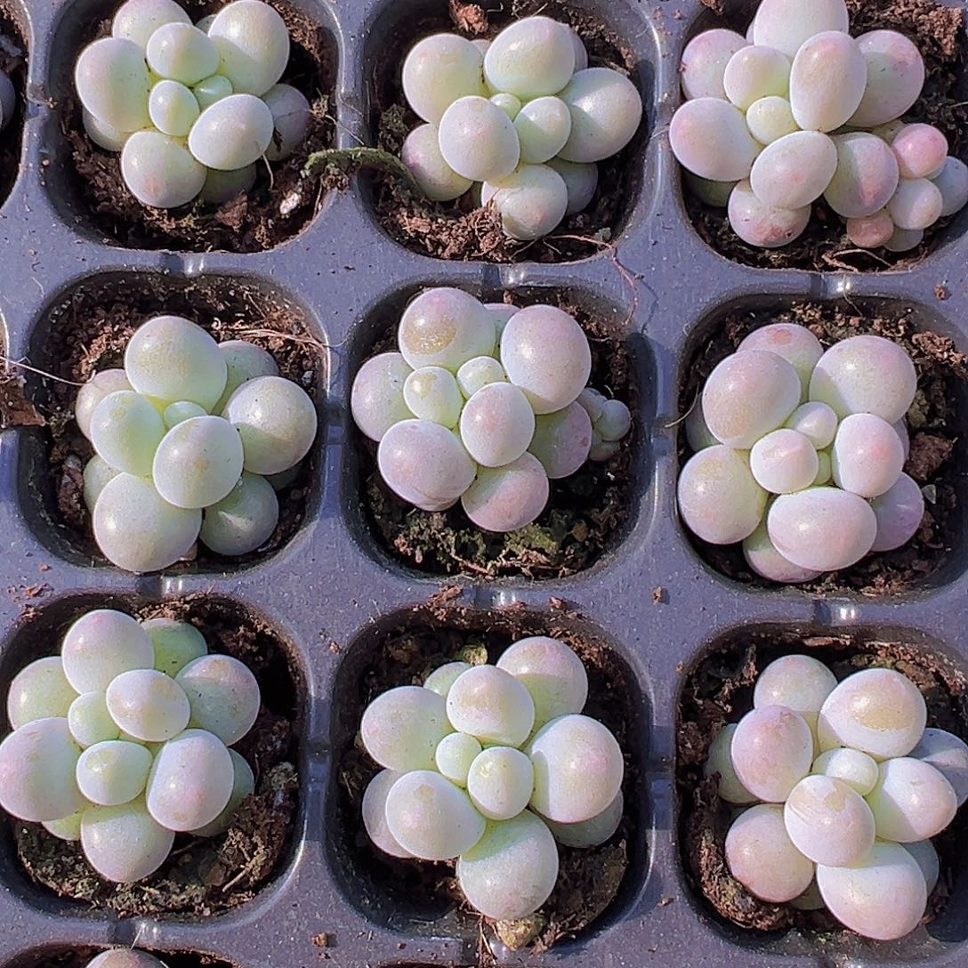 穴盘汤圆16颗19包邮